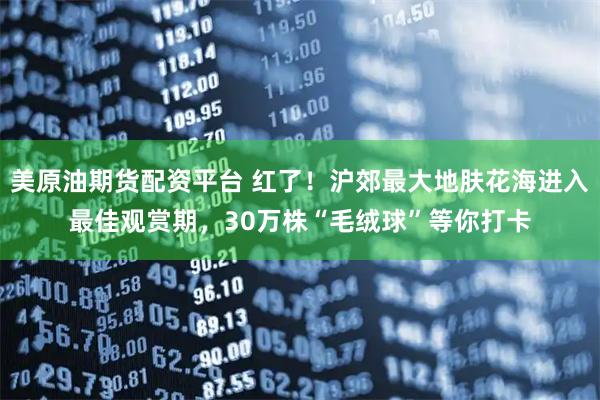 美原油期货配资平台 红了！沪郊最大地肤花海进入最佳观赏期，30万株“毛绒球”等你打卡